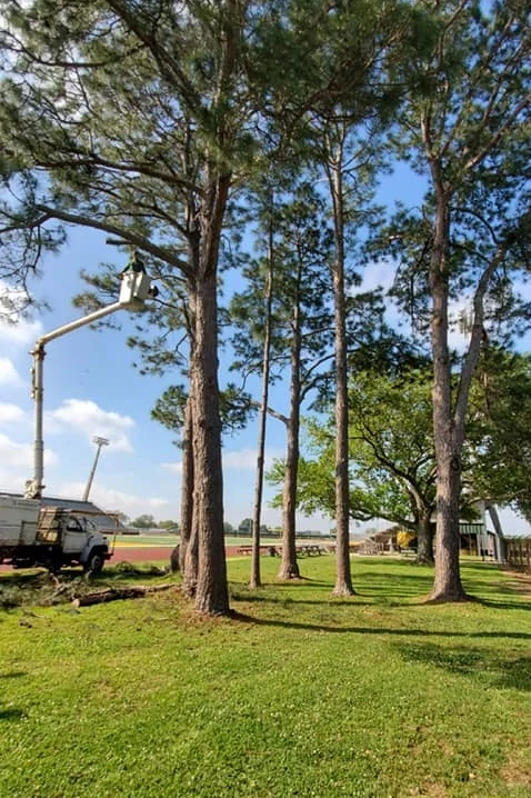 Before: a row of mature pine trees alongside a ball field, with the bucket truck set up at their base.