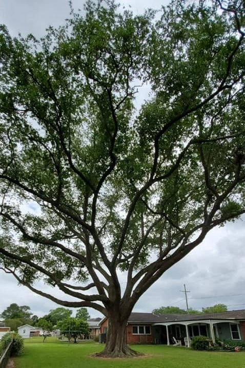 After: the same oak thinned and lifted, the canopy open and well clear of the roofline.