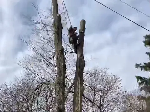 An Adkins climber working a bare spar down beside live overhead service lines.