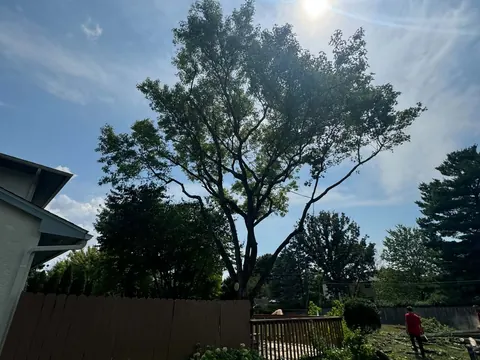 A large shade tree in a back garden with the sun behind it and a crew member below.
