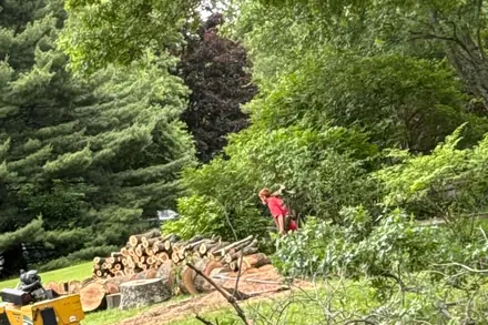 Cut logs stacked in a clearing with brush chipped and a machine working behind them.